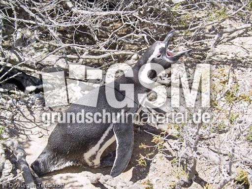 Magellanpinguin (12 von 32).jpg